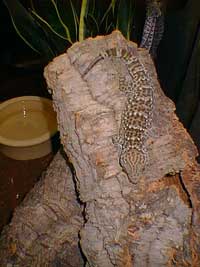 Female Tokay Gecko