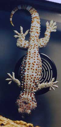 Tokay Gecko Hanging