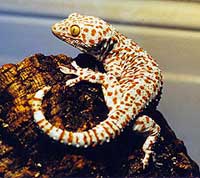 Male Tokay Gecko