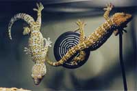 Two Tokay geckos